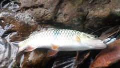 Hampala macrolepidota