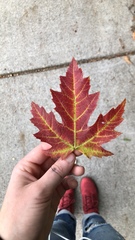 Acer