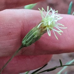 Brickellia eupatorioides chlorolepis