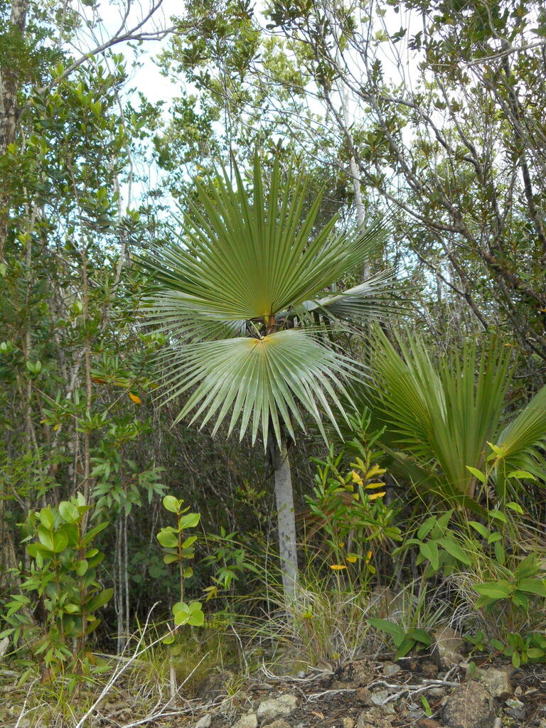 Hemithrinax rivularis