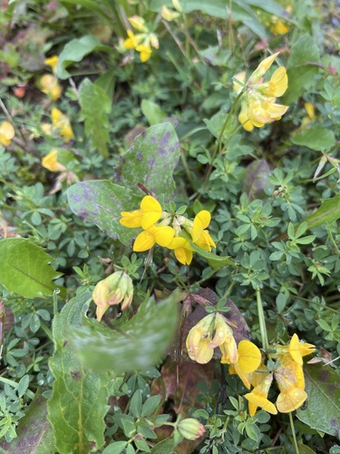 bird's-foot trefoil
