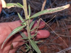 Brickellia eupatorioides chlorolepis