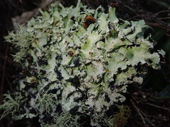 Parmotrema austrocetratum