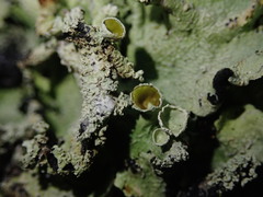 Parmotrema austrocetratum