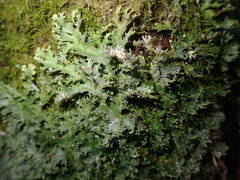 Pseudocyphellaria multifida