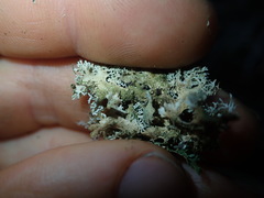 Pseudocyphellaria multifida