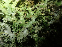 Pseudocyphellaria multifida