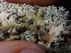 Pseudocyphellaria multifida