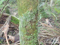 Pseudocyphellaria multifida