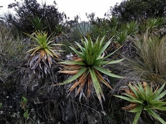 Puya nitida