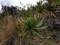 Puya nitida