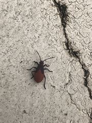 Jadera haematoloma