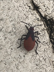Jadera haematoloma