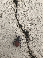 Jadera haematoloma