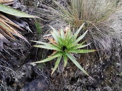 Puya nitida