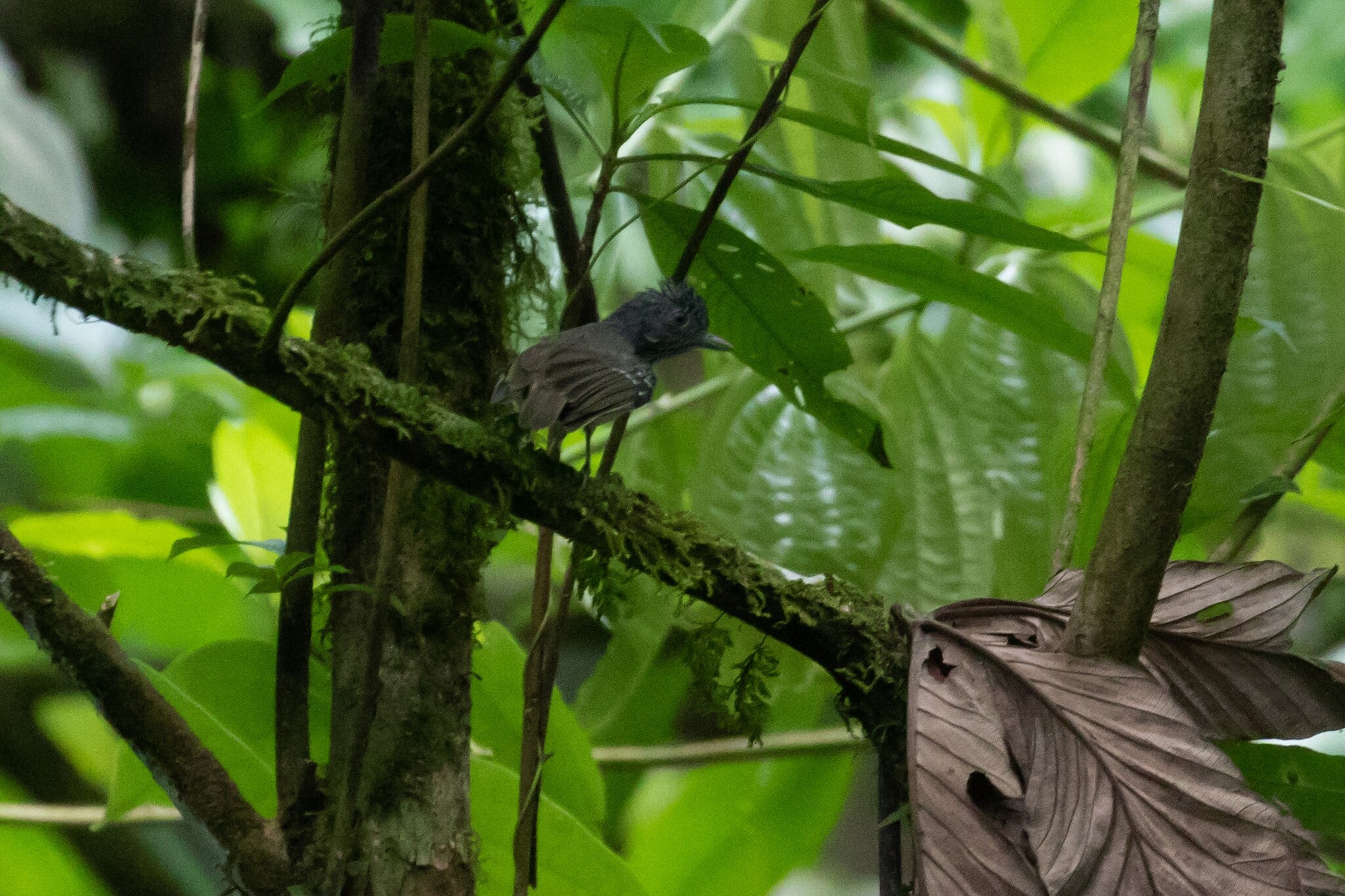 Streak-crowned Antvireo (Dysithamnus striaticeps)