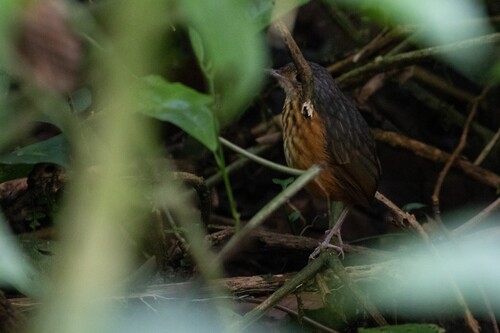 Thicket Antpitta (Myrmothera dives), photo 7
