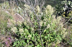 Iresine cassiniiformis