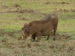 Phacochoerus africanus