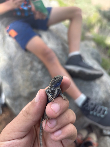 iNaturalist observation photo of Common Sagebrush Lizard