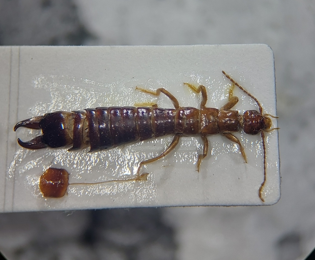 Epilandex borellii