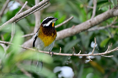 Spindalis zena benedicti