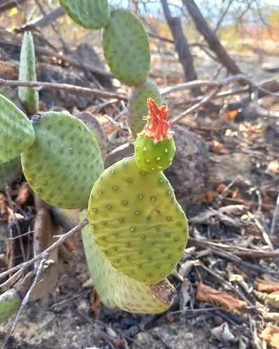 Tacinga inamoena