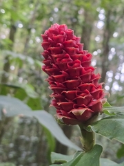 Costus montanus, photograph (c) Alan Rockefeller, some rights reserved (CC BY)
