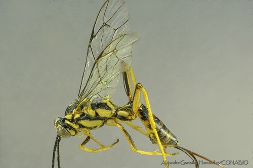 Cryptanura lamentaria