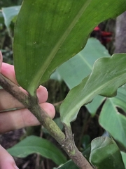 Costus montanus, photograph (c) Alan Rockefeller, some rights reserved (CC BY)