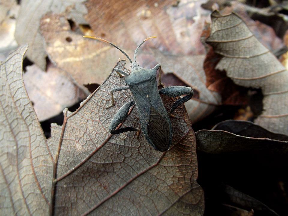 Mozena pallisteri