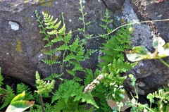 Myriopteris myriophylla