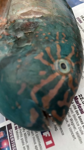 Calotomus carolinus