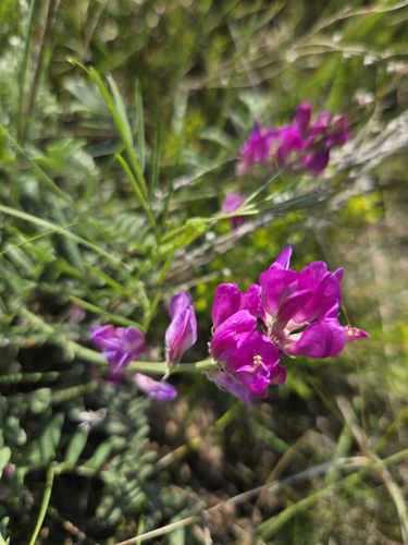 Boreal Sweet-vetch
