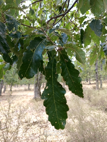 African Oak (Quercus afares)