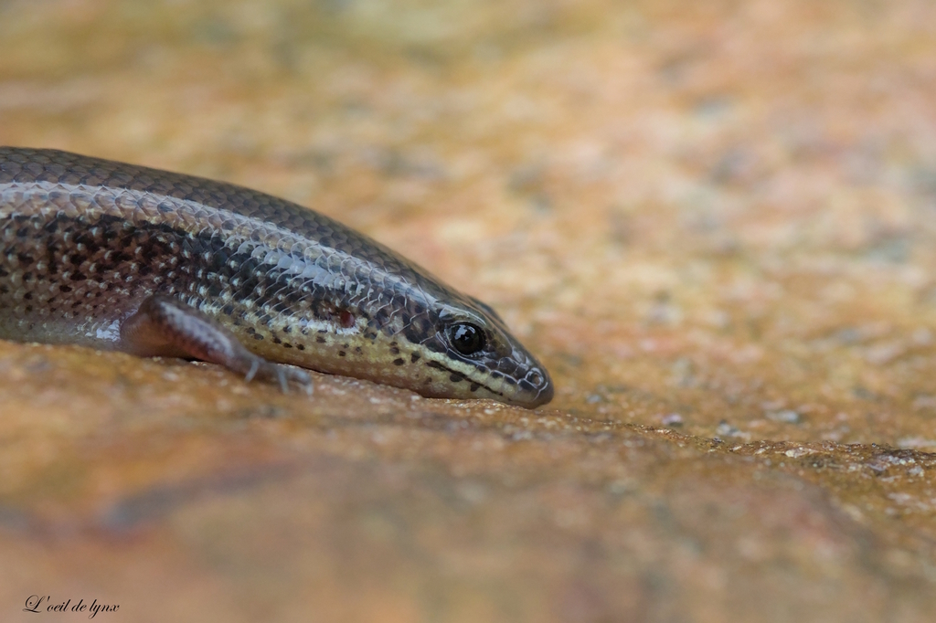 Guinean Forest Skink