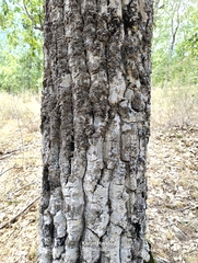 Quercus afares, photograph (c) Karim Haddad, some rights reserved (CC BY)