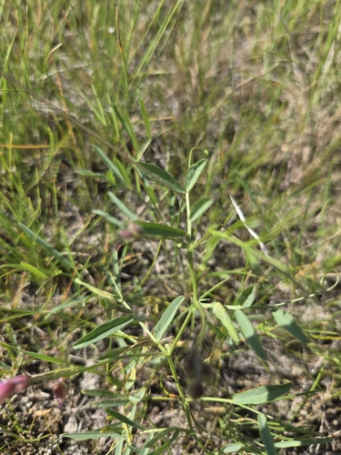 American vetch