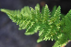 Myriopteris myriophylla