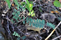 Astrolepis crassifolia