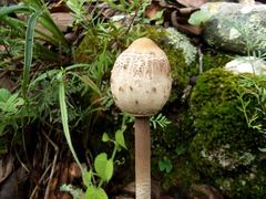Macrolepiota colombiana