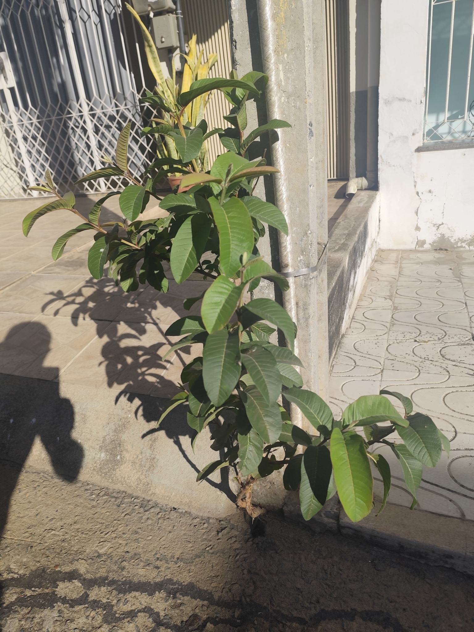 Psidium guajava