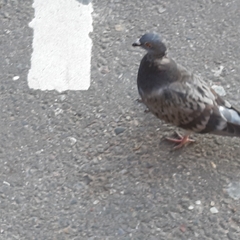 Columba livia domestica