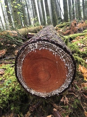 Pseudotsuga