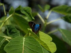 Astraptes fulgerator azul