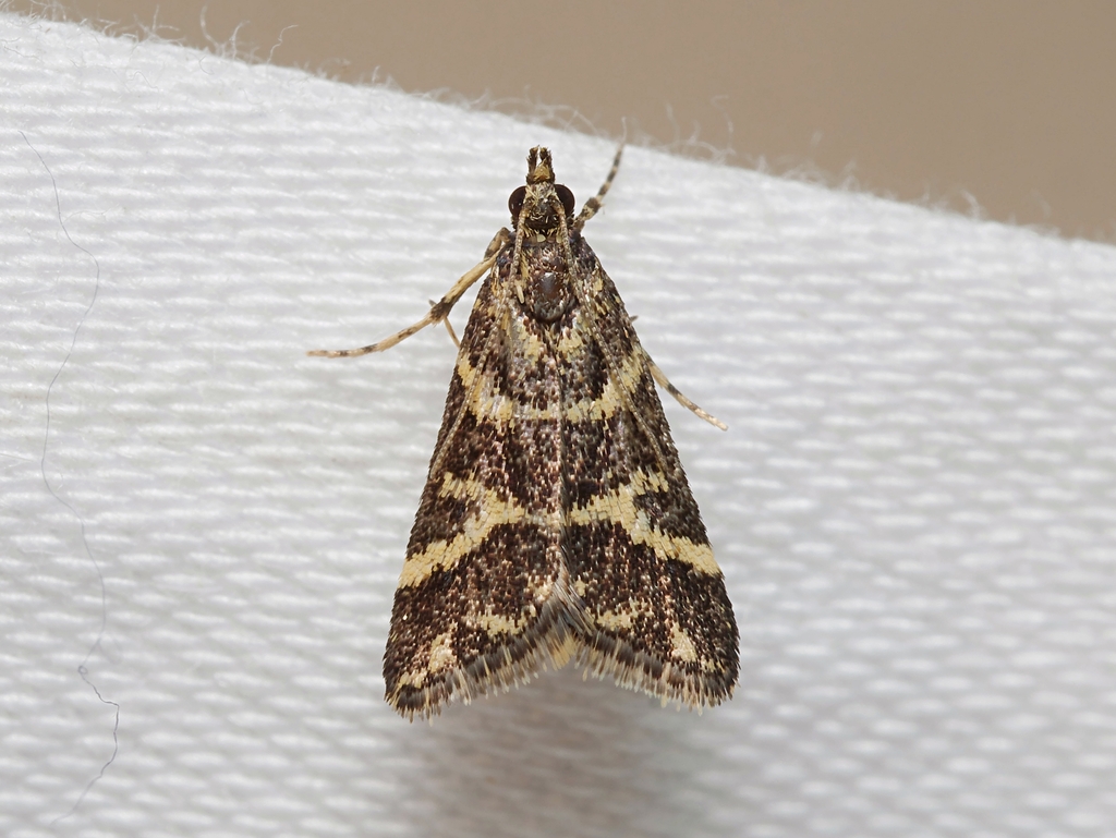 Scoparia spelaea