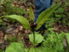 Calligrapha labyrinthica