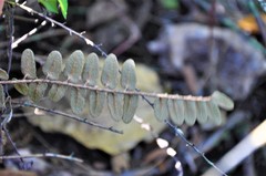 Astrolepis crassifolia