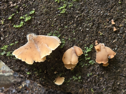 Auriscalpium andinum