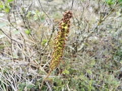 Gomphichis